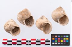 Foto von Schneckengehäuse (NHMW-PRAE-002299)